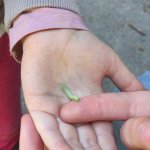 phoca_thumb_m_hmyz 20 Fotogalerie
